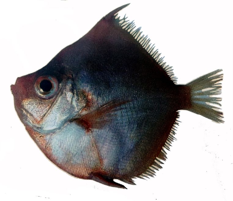 Antigonia capros_00023